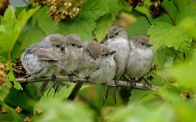 birdsonbranc