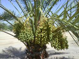 datestree.jpg datestree.jpg