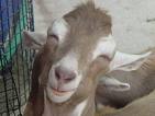 kambing.jpg