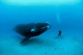 whale.jpg